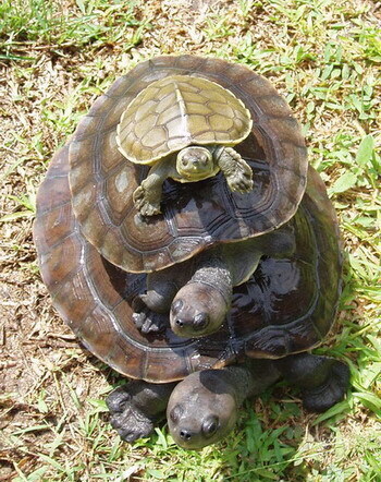 Three turtles standing on top of each other on grass.