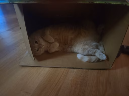 The loaf in question, laying on its side in a box it barely fits in lengthwise The loaf in question, laying on its side in a box it barely fits in lengthwise