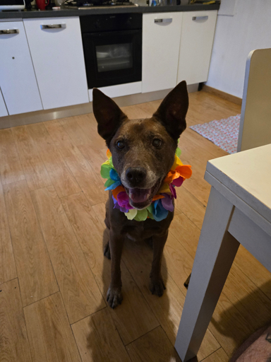 A dog sitting next to a table in a kitchen