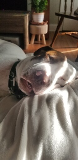 LuckyBoi