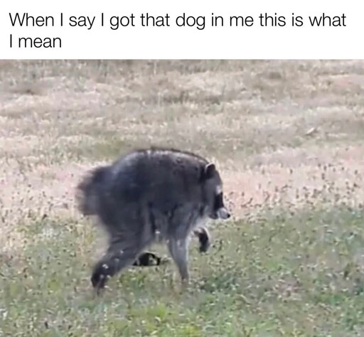 When I say I got that dog in me this is what I mean supertitles a picture of a short-spined raccoon