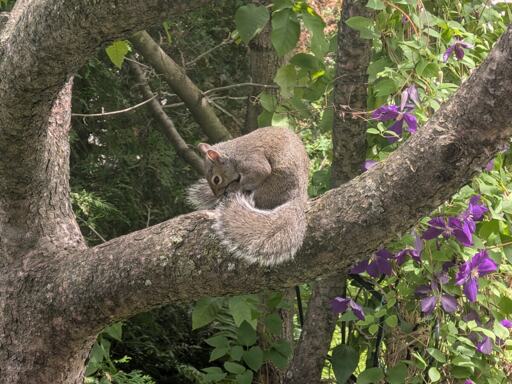 Squirrel grooming its tail while sitting in a tree